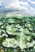 Coral bleaching developing at Japan's largest coral reef