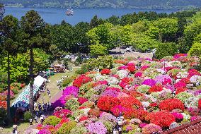 Azaleas in full bloom in Hakone