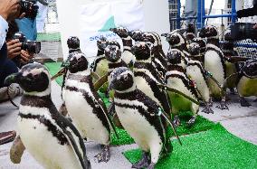 Magellanic penguins move to aquarium near Tokyo