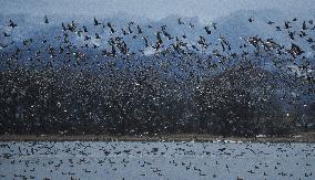 Tens of thousands of geese take off from Hokkaido pond