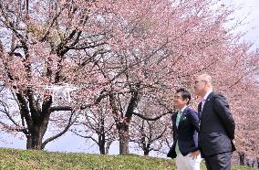 Japanese city flies drone to video cherry blossoms