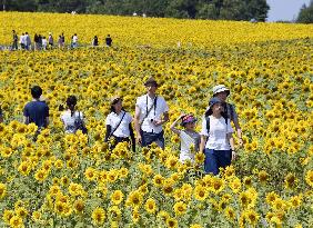 Sunflower field in Hokkaido