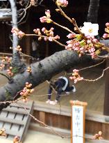 Cherry blossom blooms in central Tokyo