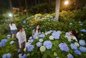 Hydrangeas illuminated in Kyoto