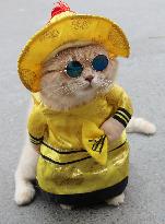 Vietnam's cosplay cat