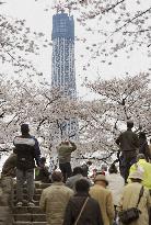 Sky Tree becomes new addition at cherry-blossom viewing