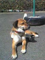 Dog reunited with owner