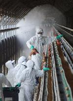 Ibaraki begins culling chickens at bird flu-hit farm