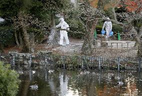 Swan tests positive for bird flu virus at Nagoya zoo