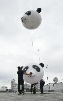 Japan celebrates giant panda cub born at Tokyo zoo