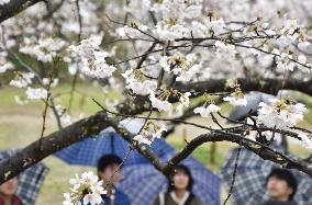 Cherry blossoms in full bloom in western Japan