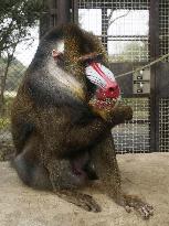 Mandrill at Kumamoto zoo