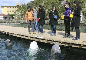 Japan whaling culture tour