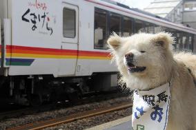 Canine stationmaster on duty