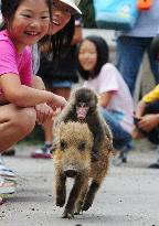 Monkey baby piglet rodeo