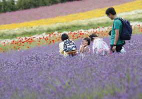 Lavender flowers bloom at Hokkaido farm