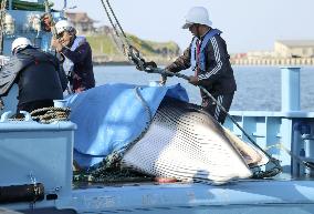 Japan' "scientific research" whaling