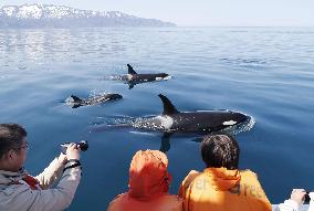 Killer whales seen in northern Japan