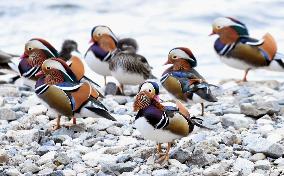 Mandarin ducks in Japan