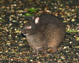 Amami black rabbit