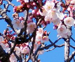 Cherry blossoms half-bloom in Wakayama Pref.