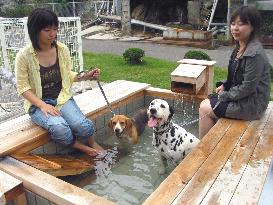 Pets enjoy hot spring