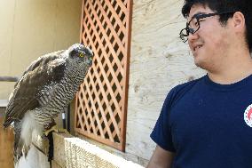 Teenage goshawk handler in Japan