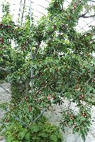 Cherries in Yamagata