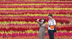 Celosia field in Japan