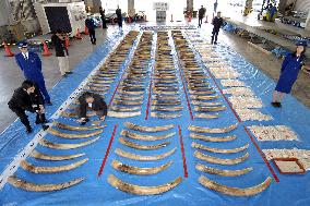 40 tons of illegally traded ivory seized in 2 yrs