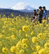 Rapeseed blossoms and Mt. Fuji