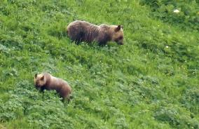 Wild bear watching attracts hikers to Hokkaido national park
