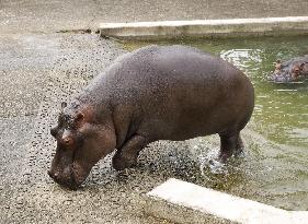 Hippo at Kumamoto zoo