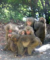 Monkeys on southwestern Japan island