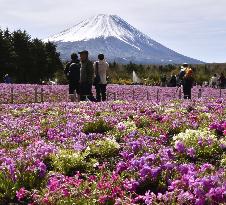 Moss pink flowers near Mt. Fuji