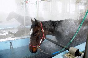 Hot spring bath for horses