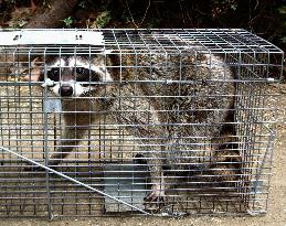 4,000 raccoons to be exterminated in Kanagawa Pref.