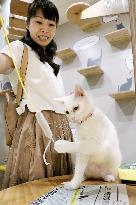 Osaka's cat-themed Neko Building a paradise for feline lovers, home for stray cats