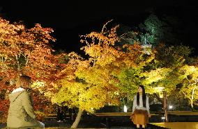 Maple trees lit up at Kyoto temple