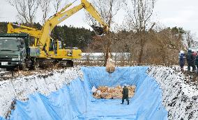 Bird flu-hit Japan prefecture begins to bury culled ducks