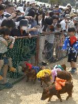 Race of boar-pig hybrids in Japan