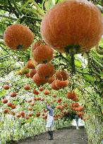 'Flying pumpkins' being grown in Hokkaido