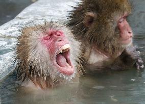 Monkeys take bath at open-air spa