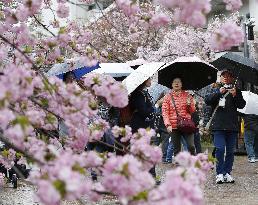 Japan Mint opens cherry tree-lined walkway