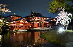 Cherry blossoms light up at Kyoto temple
