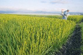 Good crop projected for Japanese rice