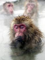 Monkeys warm themselves in hot spring in Hokkaido