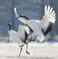 Red-crowned cranes in Hokkaido