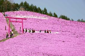 Moss phlox in full bloom in Hokkaido