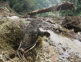 Typhoon Nabi causes damage